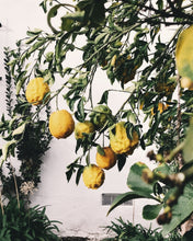 Load image into Gallery viewer, YUZU