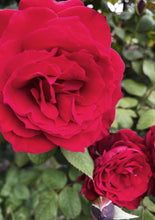 Load image into Gallery viewer, ROSES