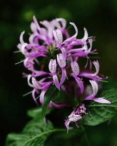 HONEYSUCKLE