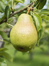 Load image into Gallery viewer, PEAR &amp; FREESIA
